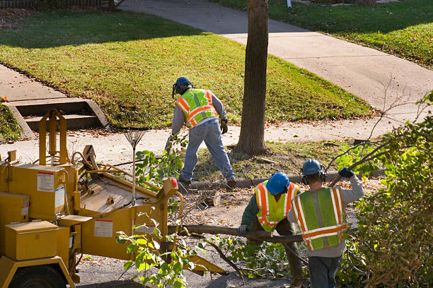 Best Fruit Tree Pruning  in Buckhall, VA